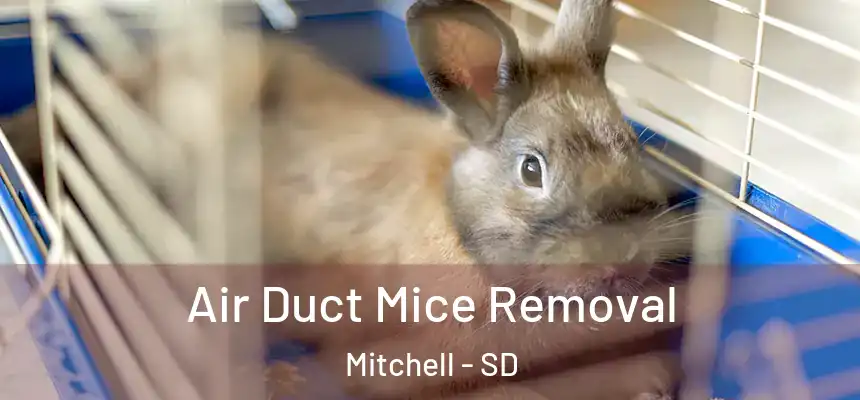  Air Duct Mice Removal Mitchell - SD